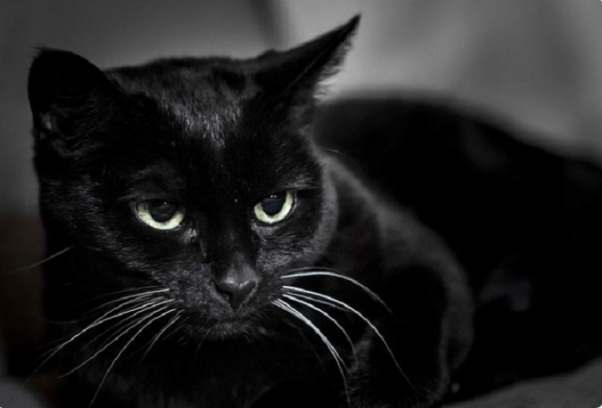 Nằm mơ thấy cho mèo đen chồm qua người