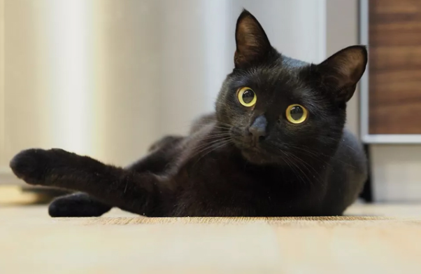 Chiêm bao về mèo đen có điềm báo ra sao?